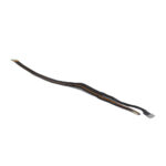 Samsung Galaxy Tab S10 FE Display Flex Kabel - Premium Service Pack - Afbeelding 2